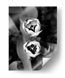 Retrato Floral Iv - Jeff Pica | Cuadro decorativo de Canvas Lab