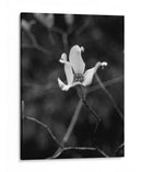 Retrato Floral V - Jeff Pica | Cuadro decorativo de Canvas Lab