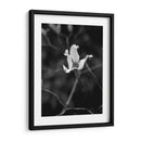 Retrato Floral V - Jeff Pica | Cuadro decorativo de Canvas Lab