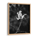 Retrato Floral V - Jeff Pica | Cuadro decorativo de Canvas Lab