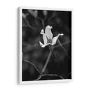 Retrato Floral V - Jeff Pica | Cuadro decorativo de Canvas Lab