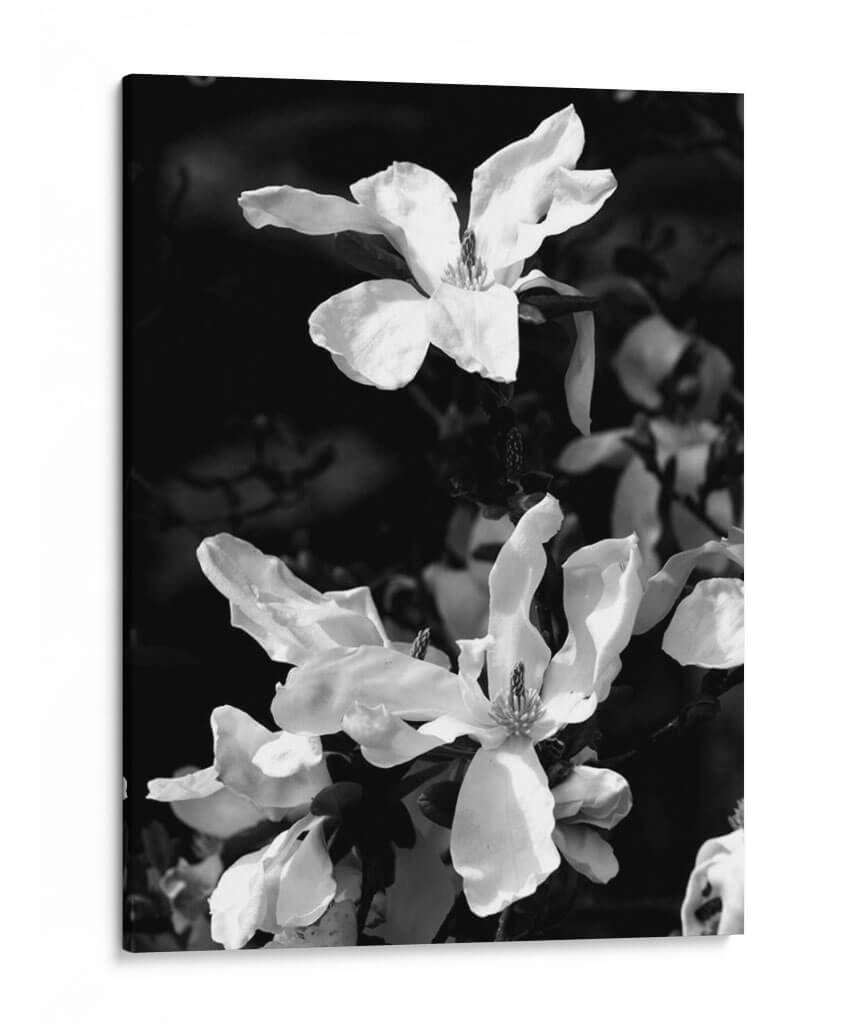 Retrato Floral Vi - Jeff Pica | Cuadro decorativo de Canvas Lab