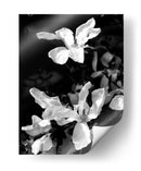 Retrato Floral Vi - Jeff Pica | Cuadro decorativo de Canvas Lab