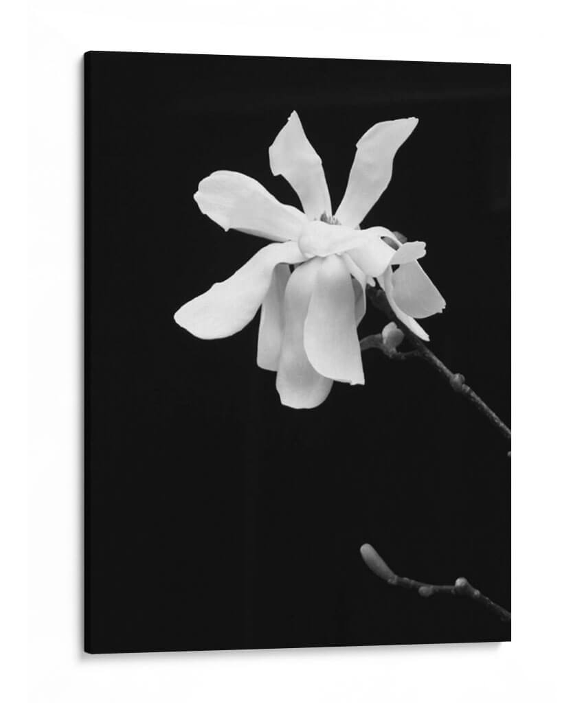 Retrato Floral Vii - Jeff Pica | Cuadro decorativo de Canvas Lab