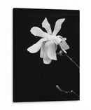Retrato Floral Vii - Jeff Pica | Cuadro decorativo de Canvas Lab
