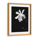 Retrato Floral Vii - Jeff Pica | Cuadro decorativo de Canvas Lab