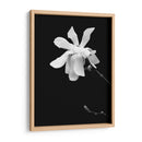 Retrato Floral Vii - Jeff Pica | Cuadro decorativo de Canvas Lab