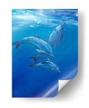 Bajo Los Delfines Marinos - Tim OToole | Cuadro decorativo de Canvas Lab