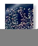 Haze De Medianoche I - Grace Popp | Cuadro decorativo de Canvas Lab