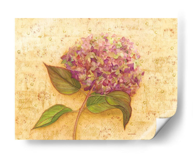 Hydrangea Amor I - Wendy Russell | Cuadro decorativo de Canvas Lab