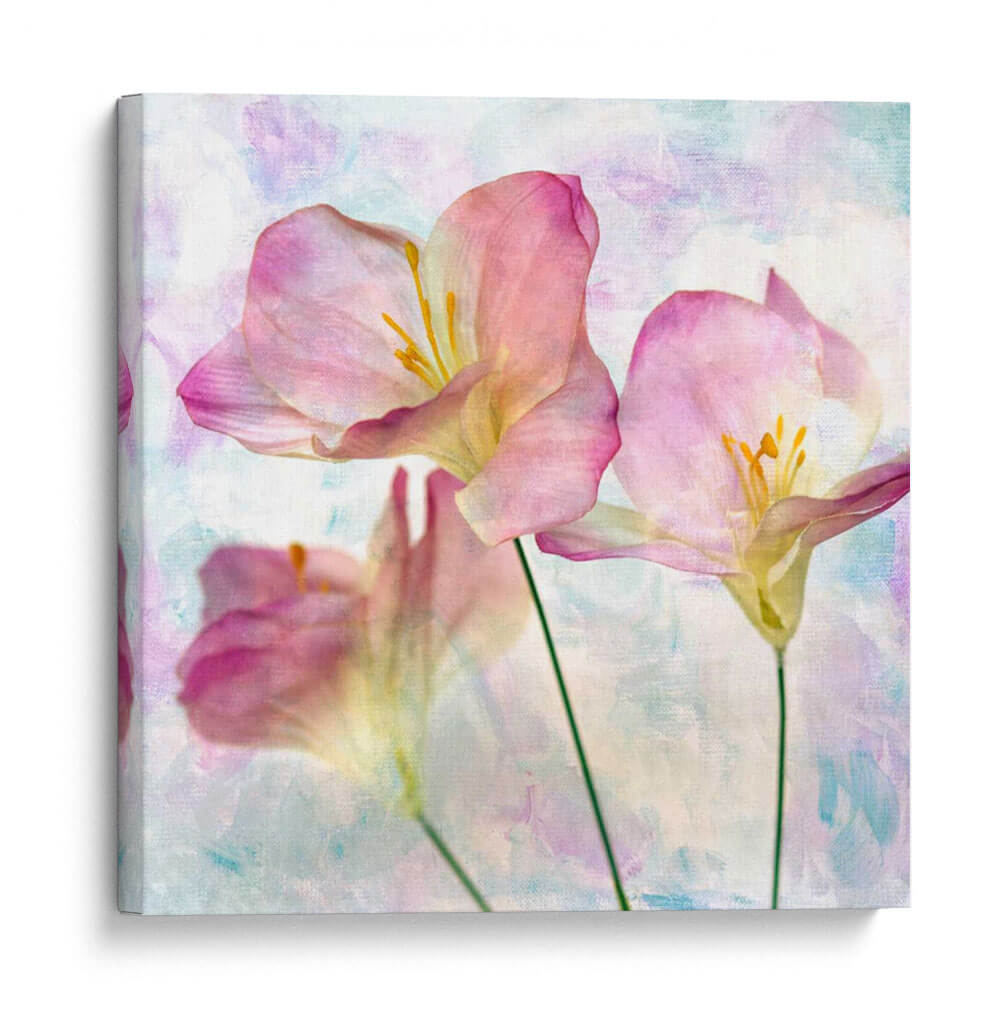 Hyacinth Iii Rosa - Honey Malek | Cuadro decorativo de Canvas Lab