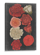 Rosas De Medianoche - Vision Studio | Cuadro decorativo de Canvas Lab