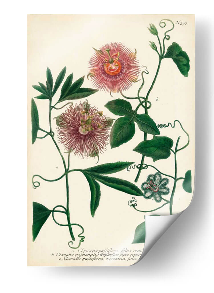 Flor De La Pasión Antigua I - Weinmann | Cuadro decorativo de Canvas Lab