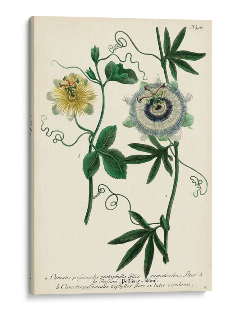 Flor De La Pasión Antigua Ii - Weinmann | Cuadro decorativo de Canvas Lab