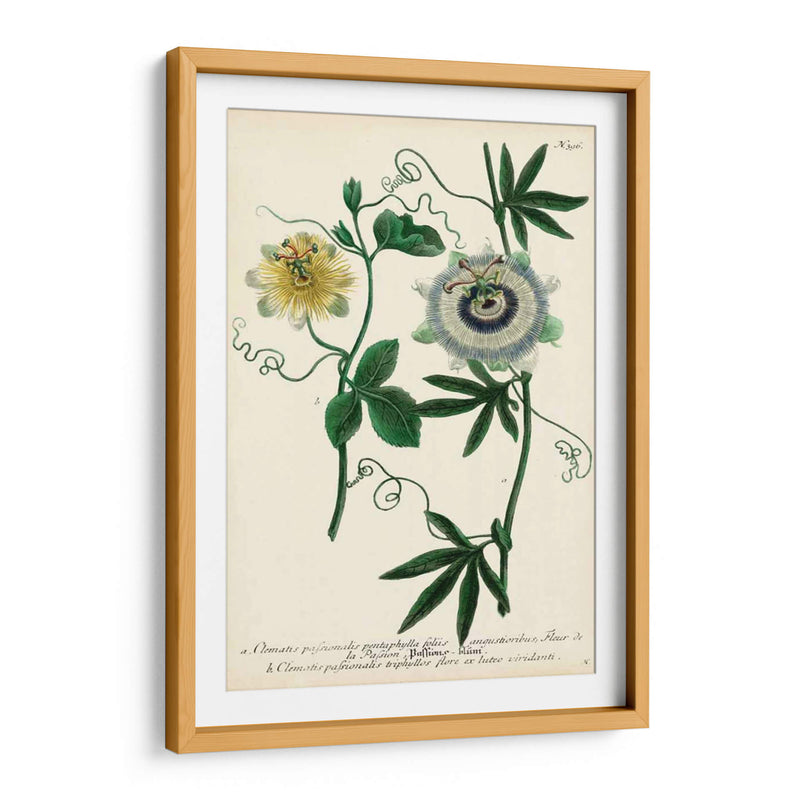 Flor De La Pasión Antigua Ii - Weinmann | Cuadro decorativo de Canvas Lab