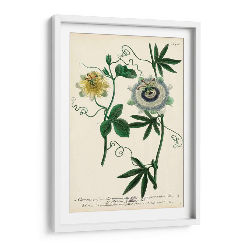 Flor De La Pasión Antigua Ii - Weinmann | Cuadro decorativo de Canvas Lab