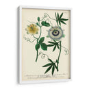 Flor De La Pasión Antigua Ii - Weinmann | Cuadro decorativo de Canvas Lab