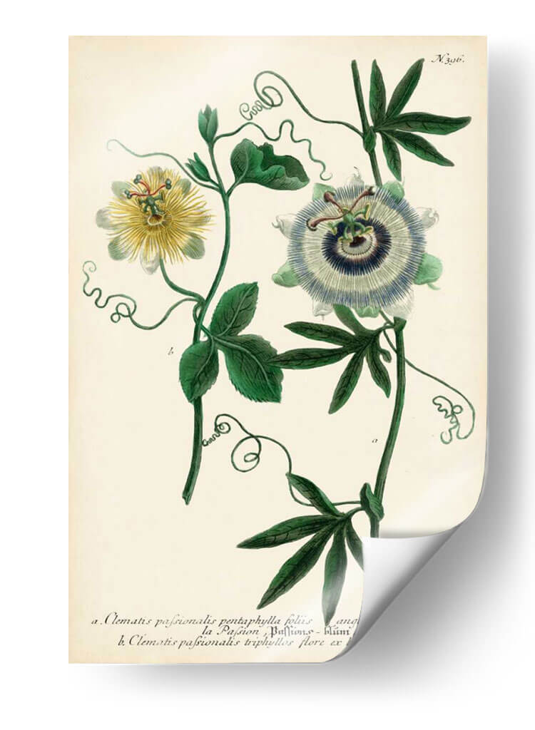 Flor De La Pasión Antigua Ii - Weinmann | Cuadro decorativo de Canvas Lab