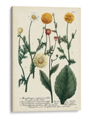 Saffron Garden Ii - Weinmann | Cuadro decorativo de Canvas Lab