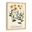 Saffron Garden Iii - Weinmann | Cuadro decorativo de Canvas Lab