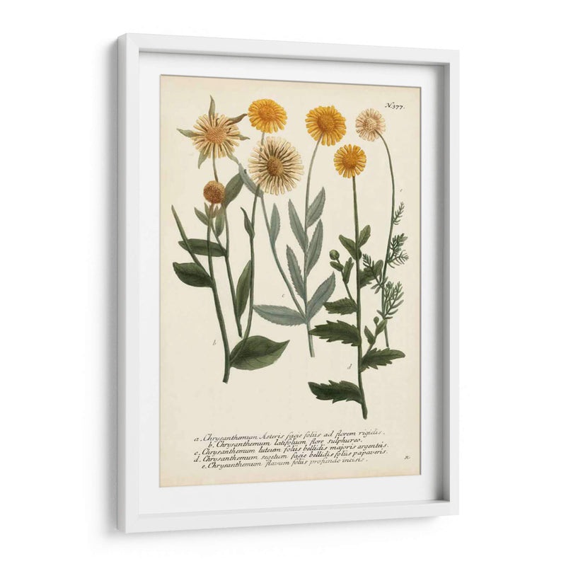 Saffron Garden Iii - Weinmann | Cuadro decorativo de Canvas Lab