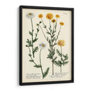 Saffron Garden Iv - Weinmann | Cuadro decorativo de Canvas Lab