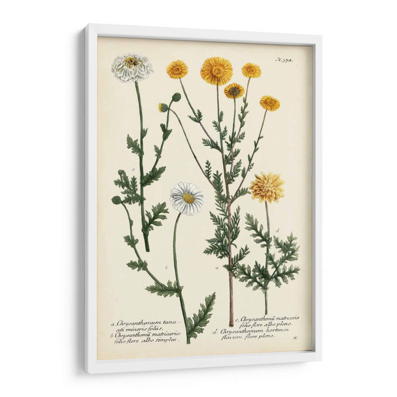 Saffron Garden Iv - Weinmann | Cuadro decorativo de Canvas Lab