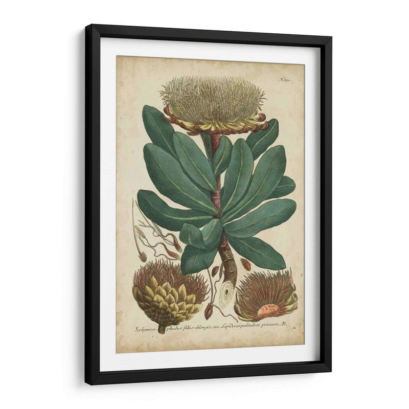 Weinmann Follaje Y Fruta I - Weinmann | Cuadro decorativo de Canvas Lab