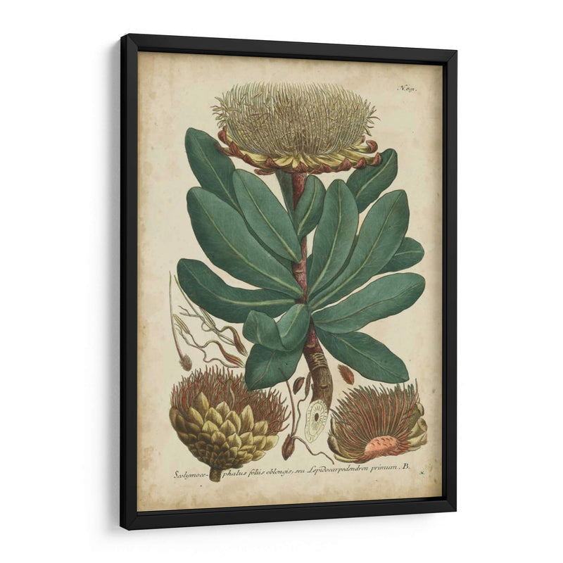 Weinmann Follaje Y Fruta I - Weinmann | Cuadro decorativo de Canvas Lab