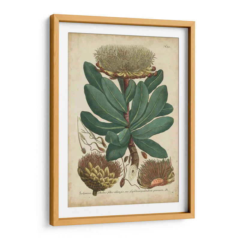 Weinmann Follaje Y Fruta I - Weinmann | Cuadro decorativo de Canvas Lab