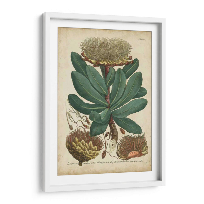 Weinmann Follaje Y Fruta I - Weinmann | Cuadro decorativo de Canvas Lab