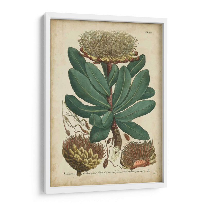 Weinmann Follaje Y Fruta I - Weinmann | Cuadro decorativo de Canvas Lab