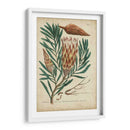 Follaje De Weinmann Y Fruta Iii - Weinmann | Cuadro decorativo de Canvas Lab