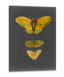 Mariposas En Pizarra I - Naomi McCavitt | Cuadro decorativo de Canvas Lab