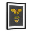 Mariposas En Pizarra I - Naomi McCavitt | Cuadro decorativo de Canvas Lab