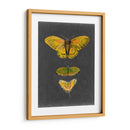 Mariposas En Pizarra I - Naomi McCavitt | Cuadro decorativo de Canvas Lab