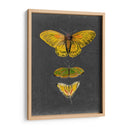 Mariposas En Pizarra I - Naomi McCavitt | Cuadro decorativo de Canvas Lab