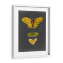 Mariposas En Pizarra I - Naomi McCavitt | Cuadro decorativo de Canvas Lab