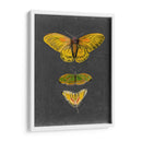 Mariposas En Pizarra I - Naomi McCavitt | Cuadro decorativo de Canvas Lab