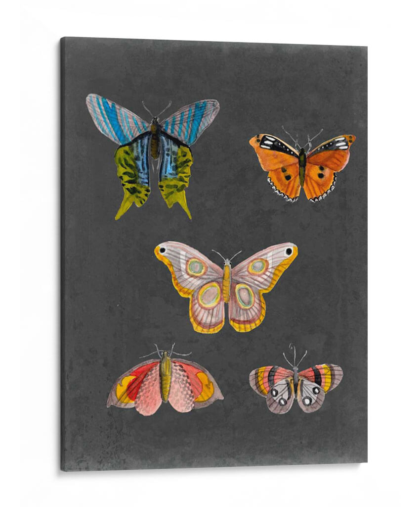 Mariposas En La Pizarra Ii - Naomi McCavitt | Cuadro decorativo de Canvas Lab