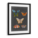Mariposas En La Pizarra Ii - Naomi McCavitt | Cuadro decorativo de Canvas Lab
