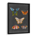 Mariposas En La Pizarra Ii - Naomi McCavitt | Cuadro decorativo de Canvas Lab