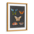 Mariposas En La Pizarra Ii - Naomi McCavitt | Cuadro decorativo de Canvas Lab