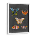 Mariposas En La Pizarra Ii - Naomi McCavitt | Cuadro decorativo de Canvas Lab
