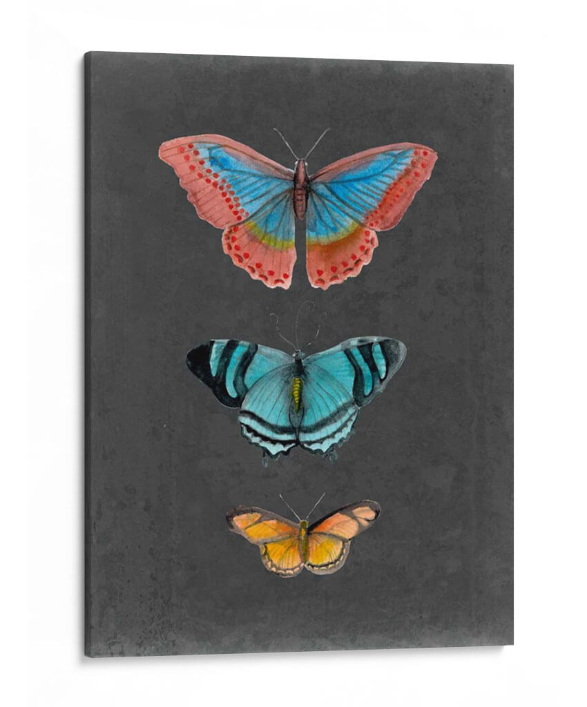 Mariposas En La Pizarra Iii - Naomi McCavitt | Cuadro decorativo de Canvas Lab
