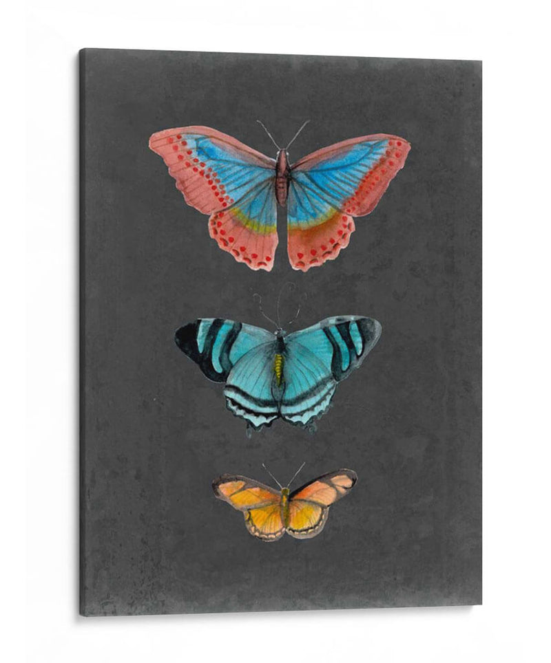 Mariposas En La Pizarra Iii - Naomi McCavitt | Cuadro decorativo de Canvas Lab