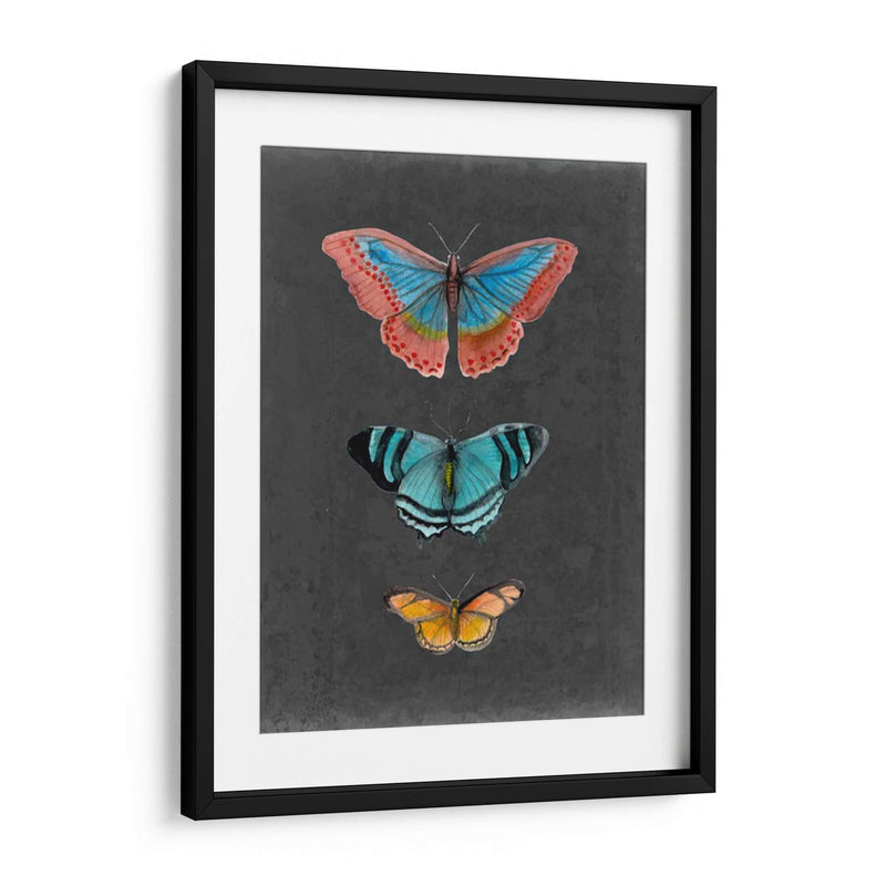 Mariposas En La Pizarra Iii - Naomi McCavitt | Cuadro decorativo de Canvas Lab