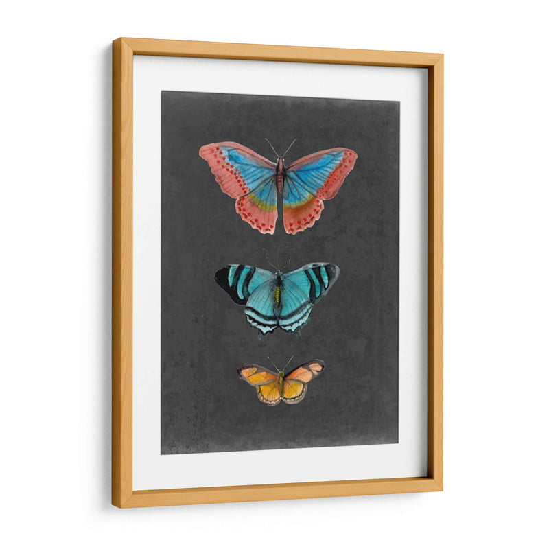 Mariposas En La Pizarra Iii - Naomi McCavitt | Cuadro decorativo de Canvas Lab