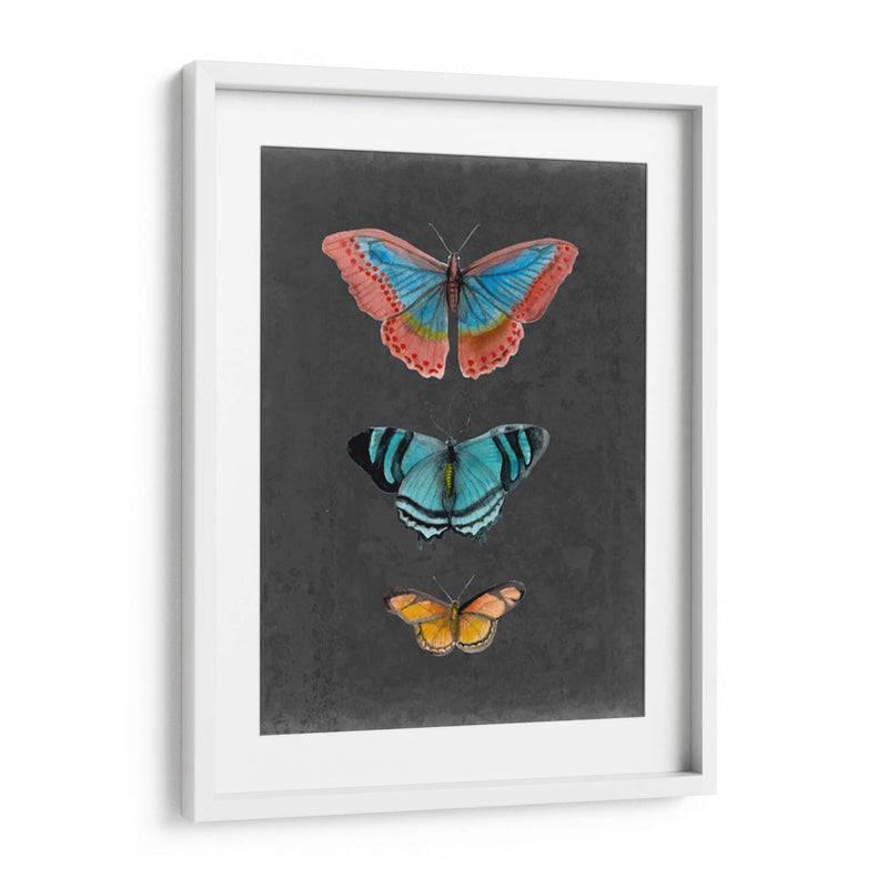 Mariposas En La Pizarra Iii - Naomi McCavitt | Cuadro decorativo de Canvas Lab