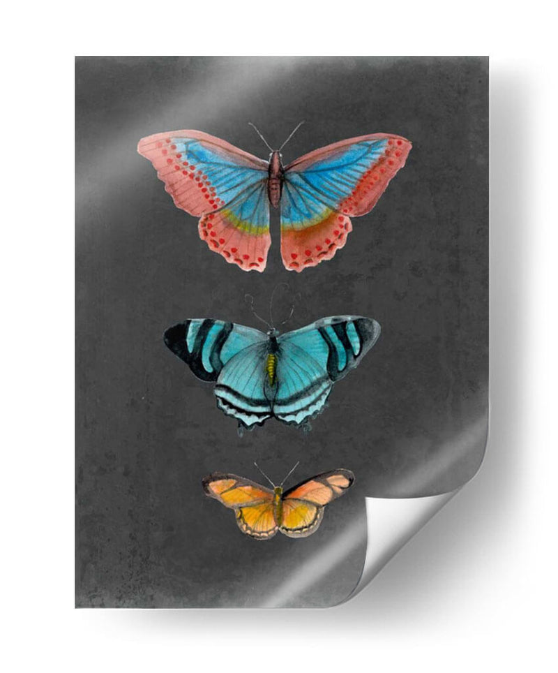 Mariposas En La Pizarra Iii - Naomi McCavitt | Cuadro decorativo de Canvas Lab